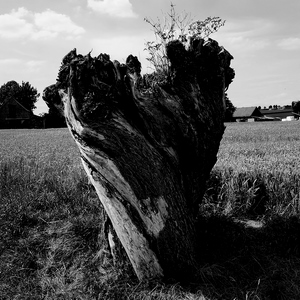 Saule têtard taillé dasn un champ de blé sur fond de bâtiments agricoles - Belgique  - collection de photos clin d'oeil, catégorie paysages